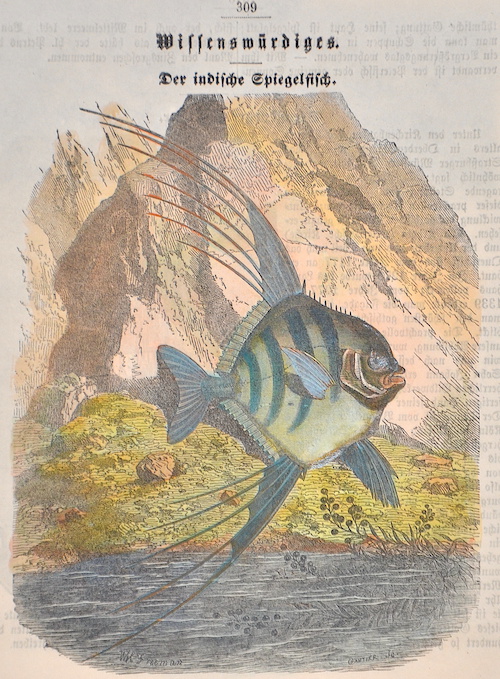 Der indische Spiegelfisch.