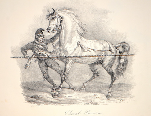 Cheval Romain, avant l depart de la Course.