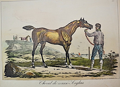 Cheval de course Anglais  P V.