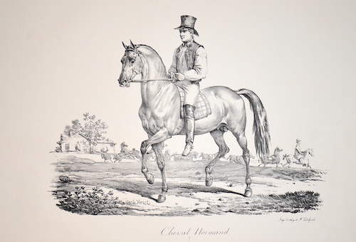 Cheval Normand.