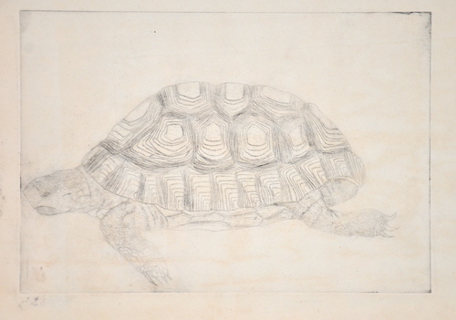 no title-Turtle