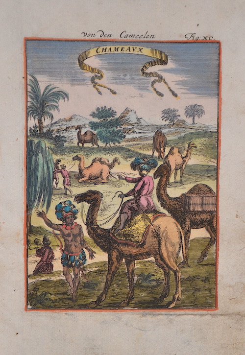 von den Cameelen / Chameaux