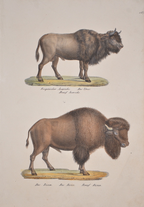 Europäischer Auerochs. Bos Urus. Boeuf Auerochs. / Der Bison. Bos Bison. Boeuf Bison