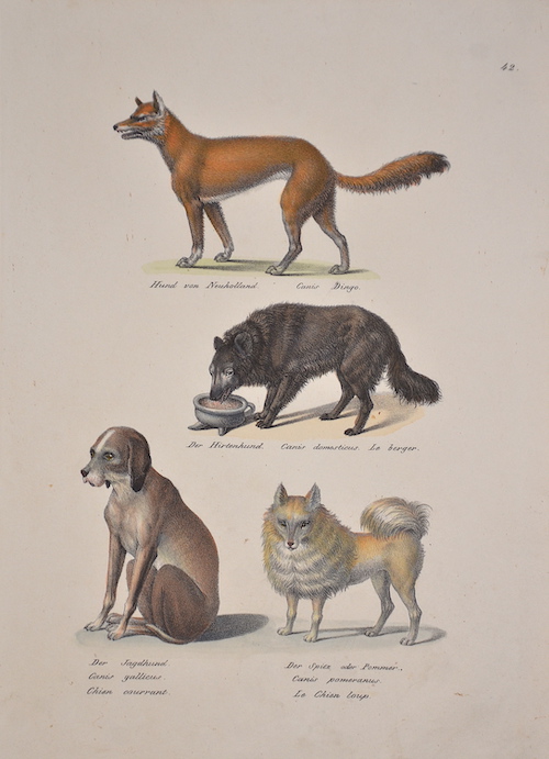 Hund von Neuholland. Canis Dingo. / Der Hirtenhund. Canis domesticus. Le berger. / Der Jagdhund. / Der Spitz oder Pommer.