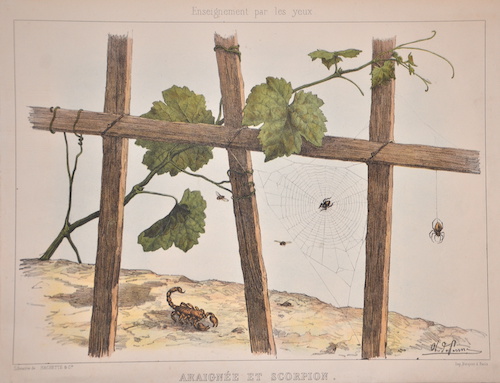 Araignee et Scorpion. Classe des Arachnides. (Grandeur naturelle.)