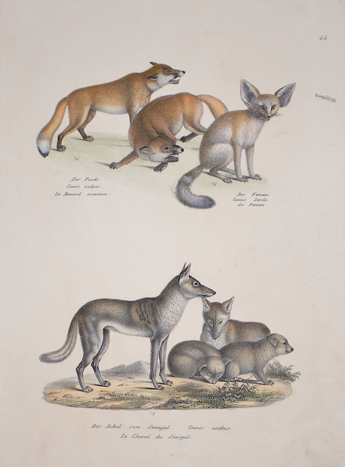 Der Fuchs. Canis vulpes. / Der Fennec. Canis Zerda. / Der Jakal vom Senegal. Canis anthus.
