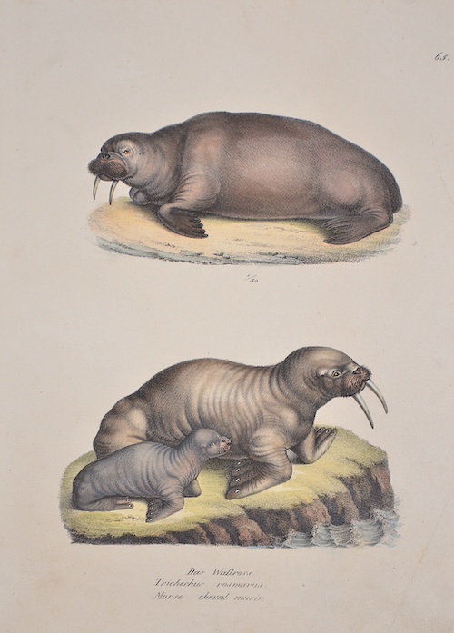Das Wallross. Trichechus rosmarus. Morse cheval-marin.