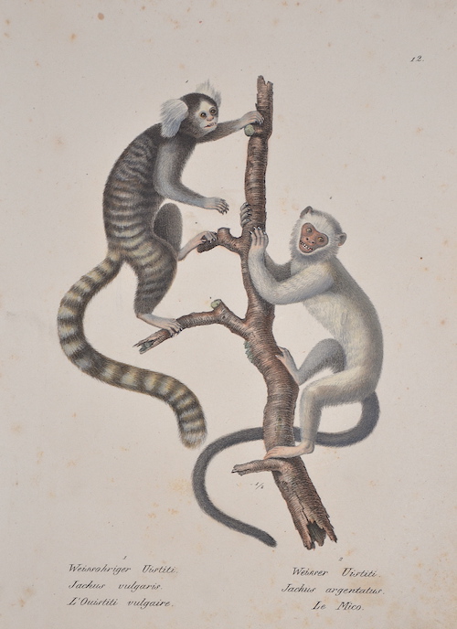 Weissohriger Uistiti. Jachus vulgaris. L’Ouistiti vulgaire. / Weisser Uistiti. Jachus argentatus. Le Mico.
