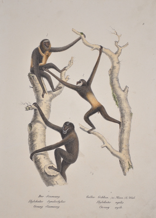 Der Siamang. Hylobates Syndactylus. Orang Siamang./ Gelber Gibbon. Hylobates agilis. Orang agile.