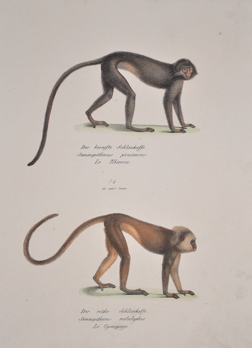 Der bereifte Schlankaffe. Semnoithecus pruinosus. Le Tchincou. / Der rothe Schlankaffe. Semnopithecus melalophos. Le Cympaye.
