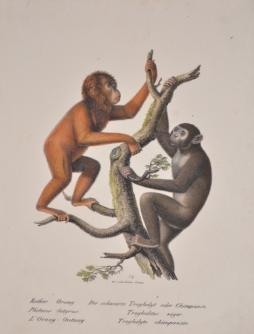 Rother Orang. Phitecus Satyrus. L’Orang-Outang. / Der chwarze Troglodyt oder Chimpanse. Troglodites niger. Troglodyte chimpanzee.