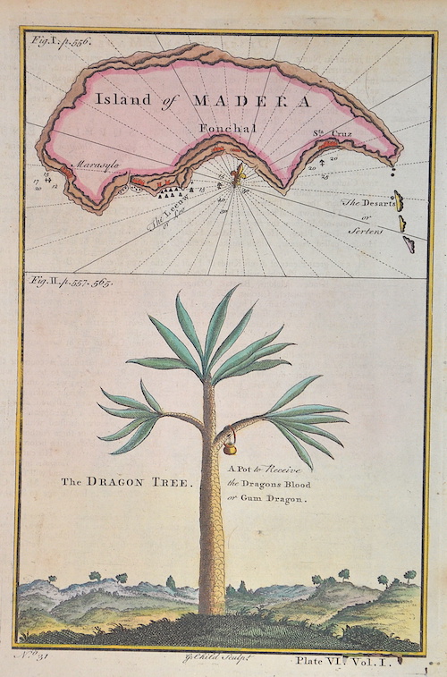 Island of Madeira/ The dragon tree