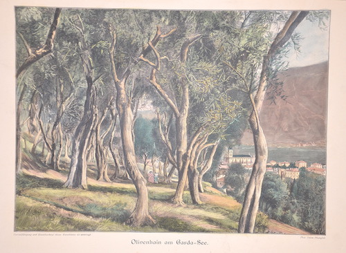 Olivenhain am Garda-See.